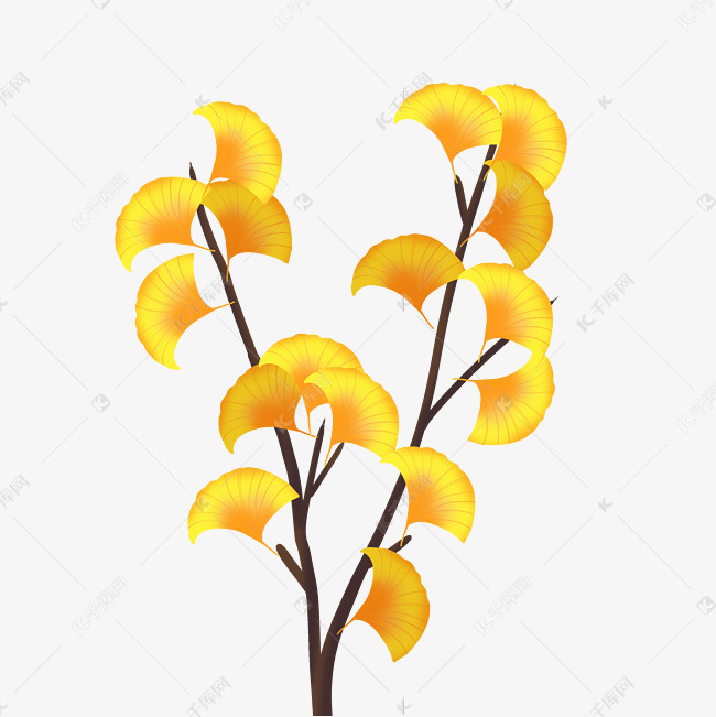 秋季银杏树