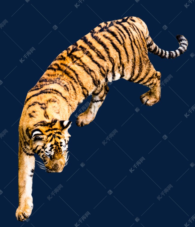 猛兽老虎野生动物素材图片免费下载-千库网