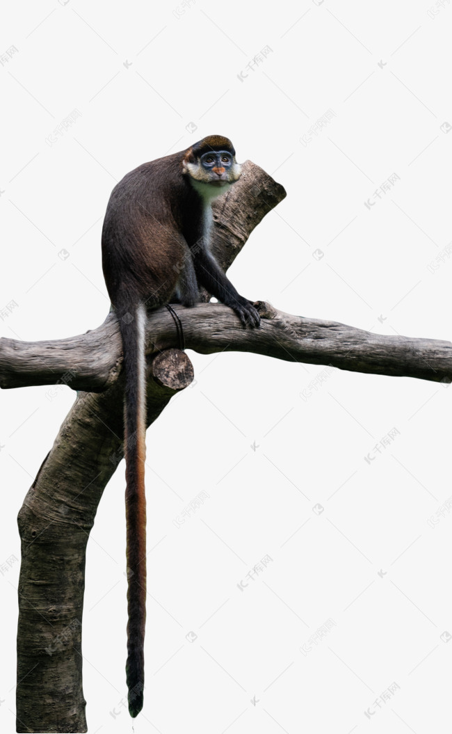 白臂长尾猴保护动物