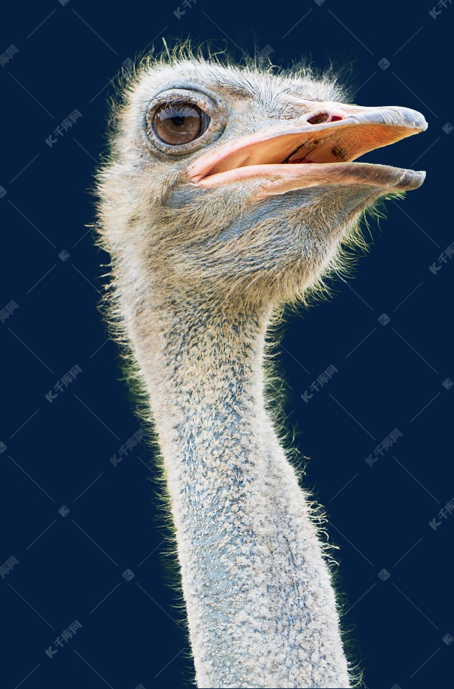 鸵鸟头部特写鸟类