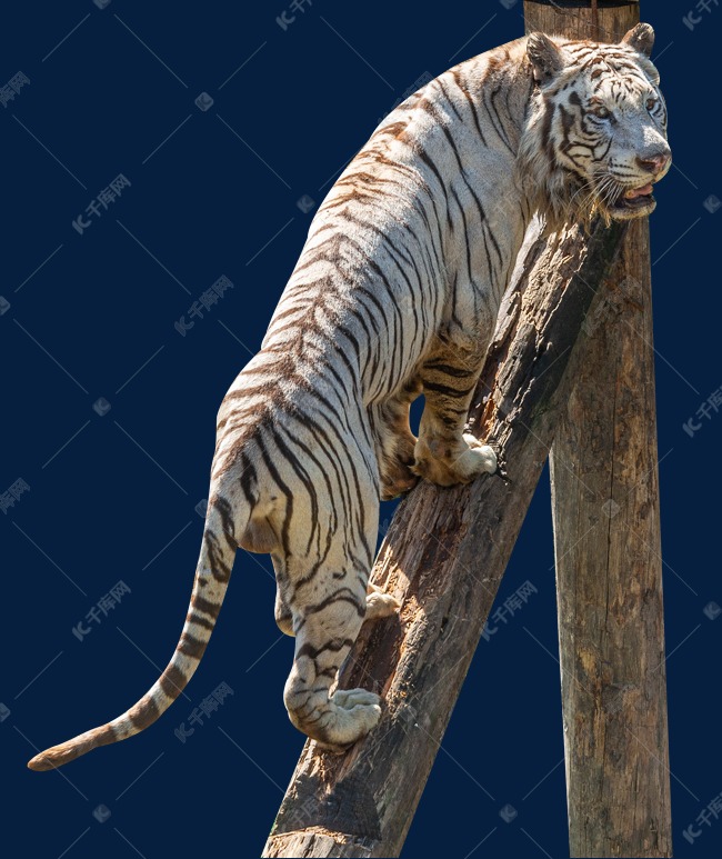 向上爬的东北虎