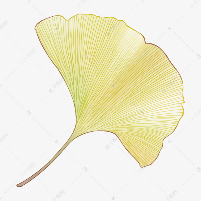 质感叶脉底纹纹理银杏水彩半透明