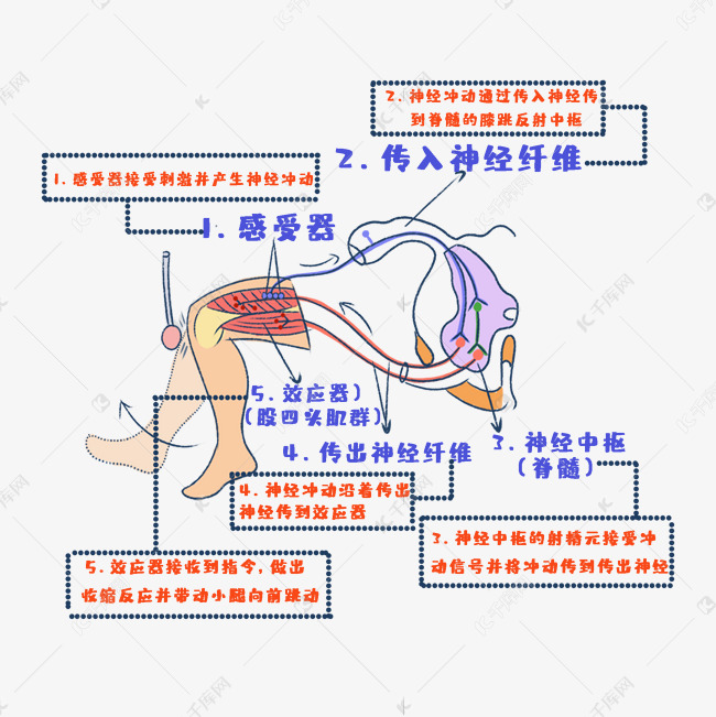 膝跳反射课本图片