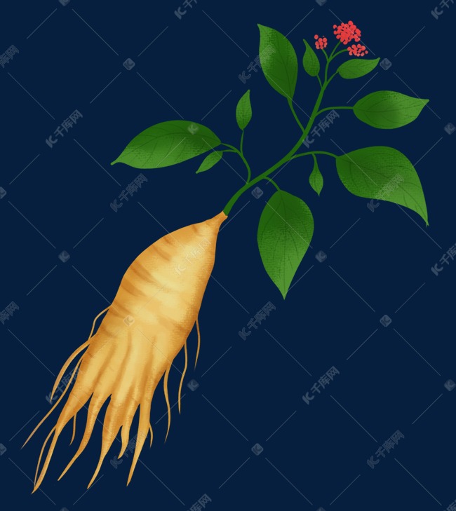 中草药中药植物人参