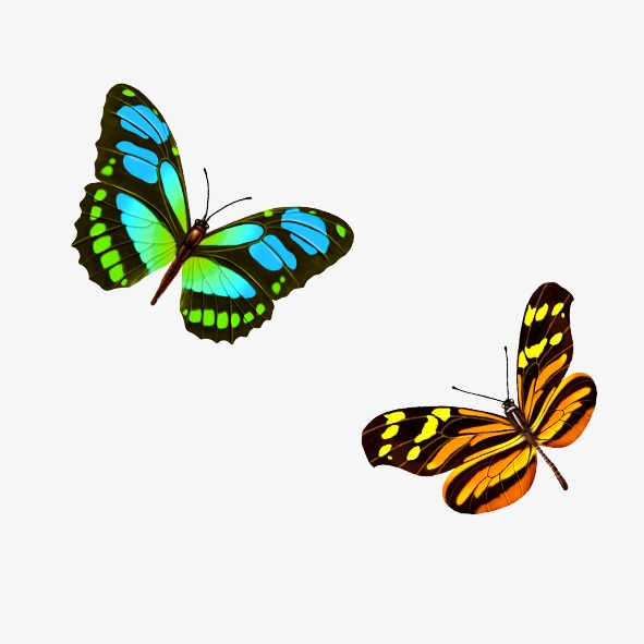 彩色蝴蝶
