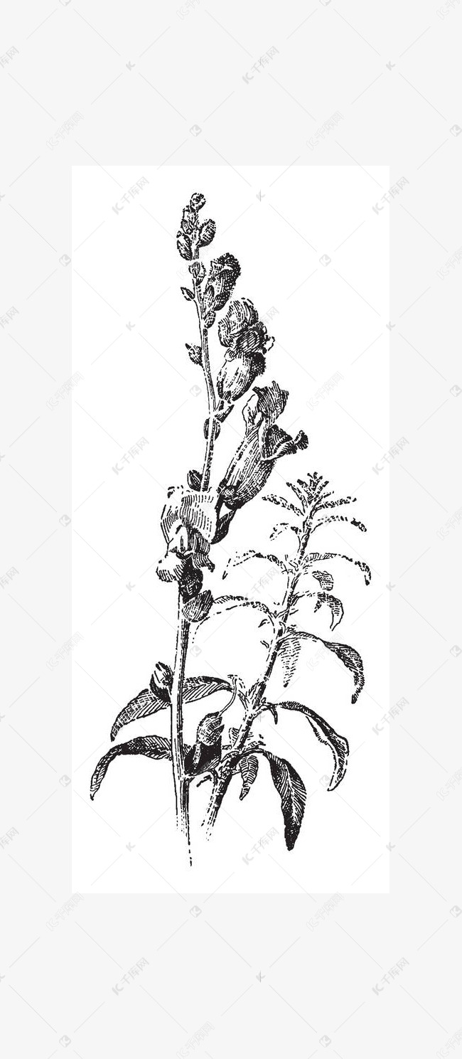图片显示了金鱼草草工厂 这些花很大 有很多种颜色 从红色到紫色 再到白色不等 属于金鱼草属的开花植物种类 复古线条画或雕刻插图 素材图片免费下载 高清卡通手绘psd 千库网 图片编号
