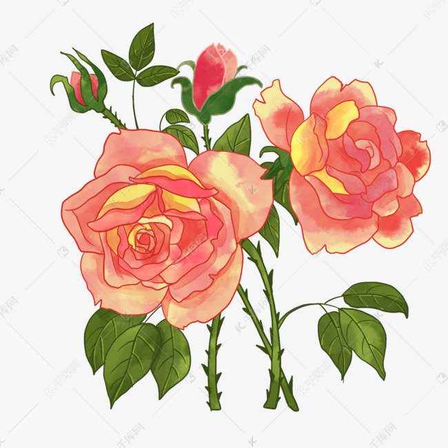 诞生花日本六月生日花玫瑰水彩粉色素材图片免费下载 高清psd 千库网 图片编号