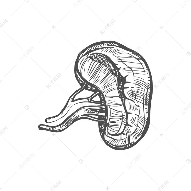 脾素描图标，内脏器官分离载体。素材图片免费下载-千库网