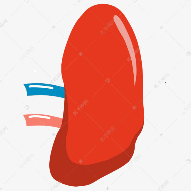 人体器官脾插画素材图片免费下载-千库网