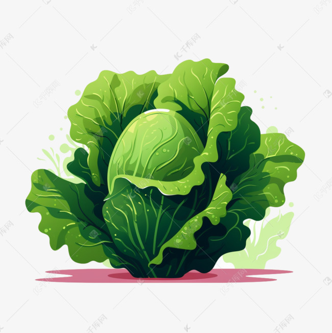 生菜青菜白菜有机蔬菜