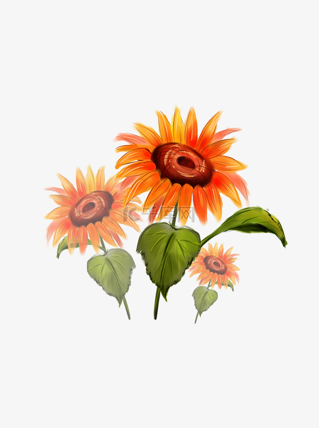 手绘花向日葵可商用装饰设计元素