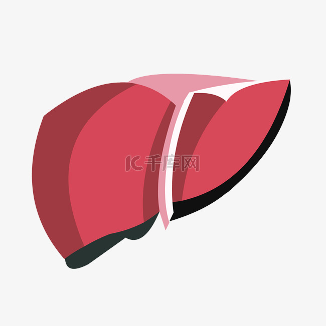红色扁平手绘人体器官肝脏矢量免
