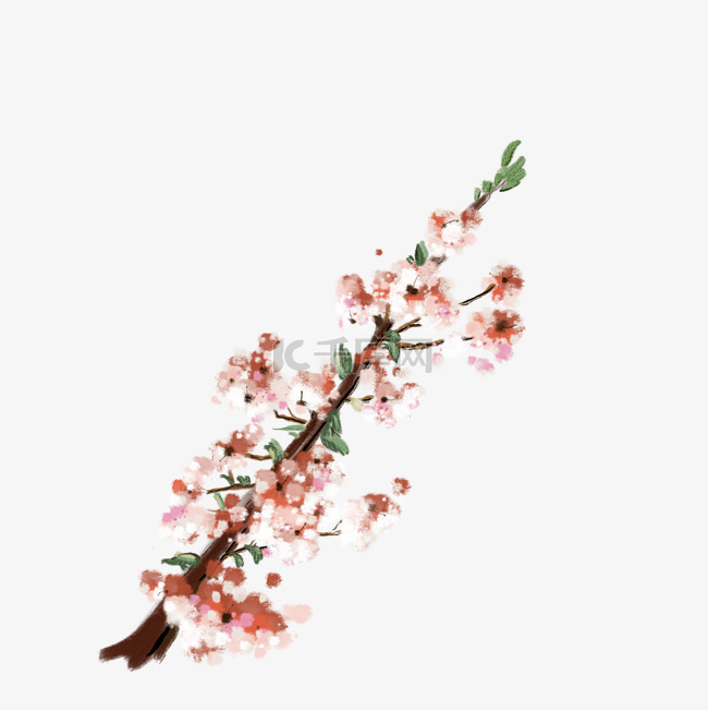 树枝樱花日本