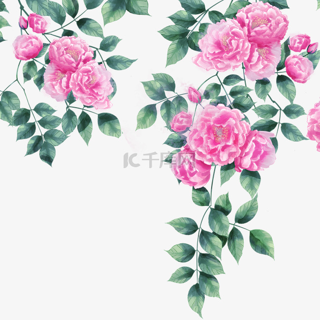 手绘中国风水彩蔷薇花