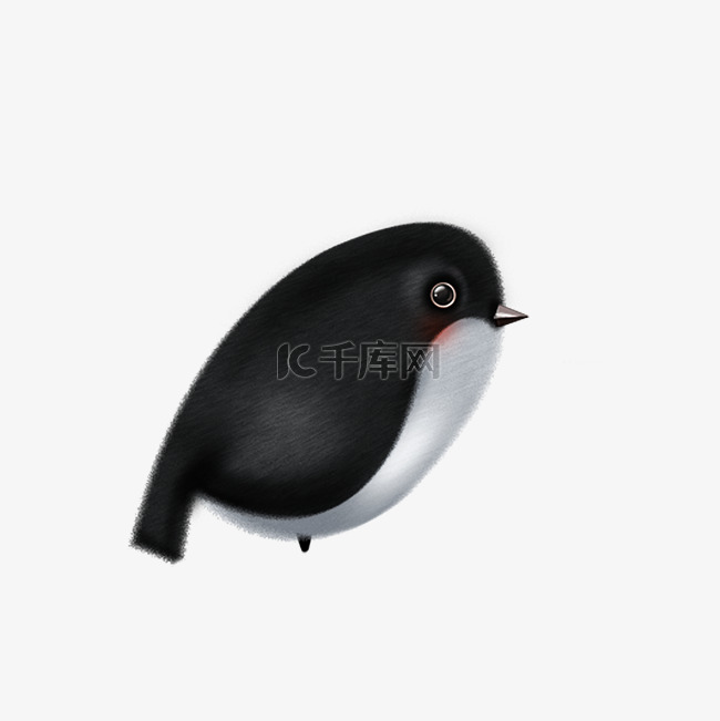 毛茸茸的可爱黑色的文艺小鸟