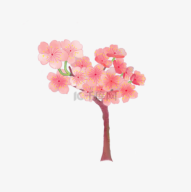 樱花树植物