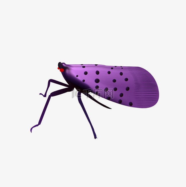 夏季昆虫红眼紫禅3D立体矢量图