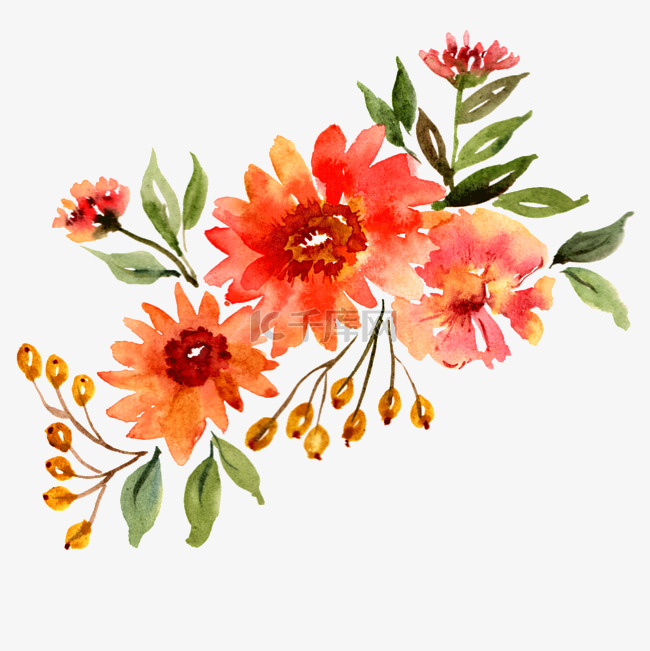 水彩花卉植物红花插画