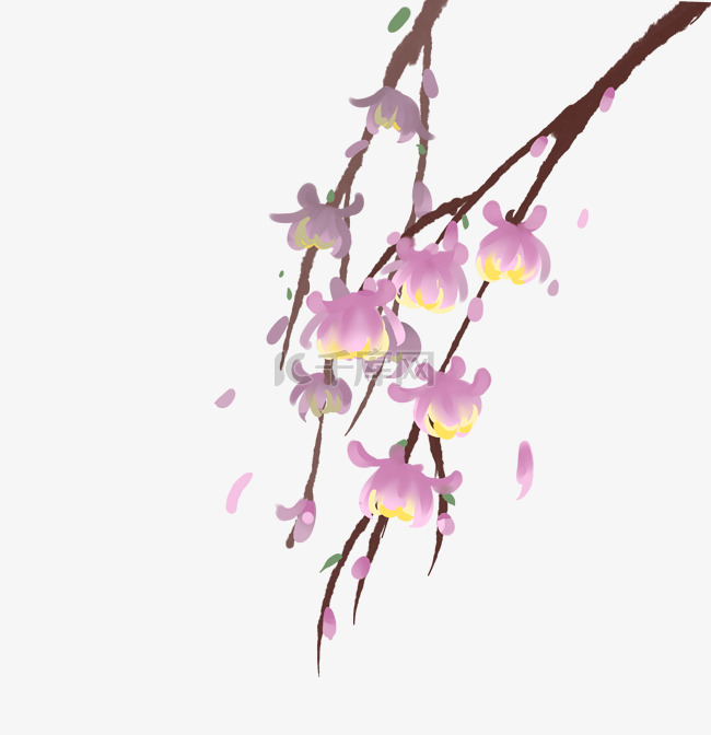 紫色灯笼花花枝插画