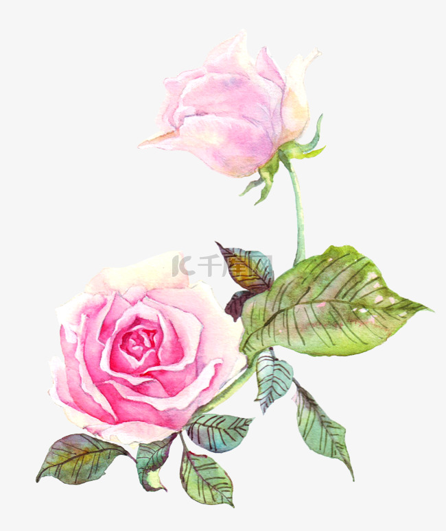 手绘粉色的玫瑰水彩花卉