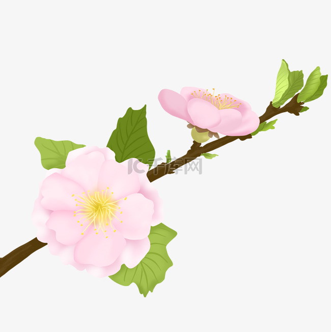 植物花类桃花春天盛开
