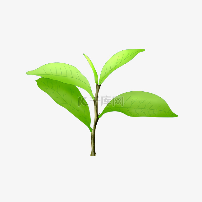 一株茶叶植物插画