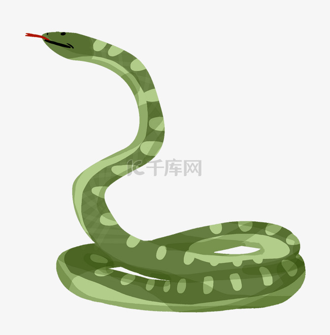 一条绿色眼镜蛇插画