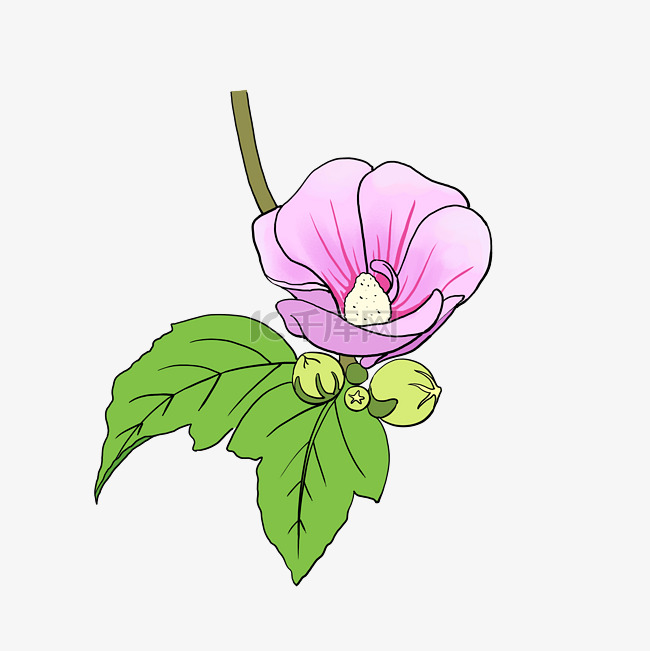 手绘紫色植物花卉木槿花