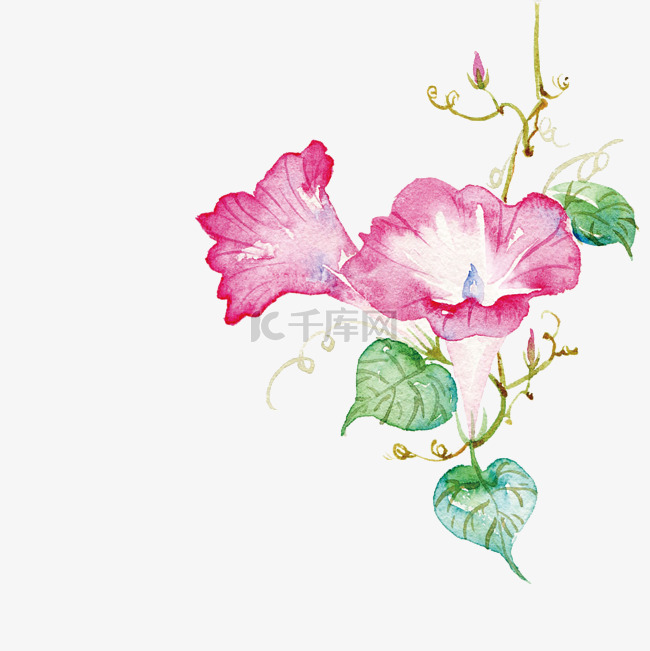 中国古风手绘水彩植物牵牛花插画