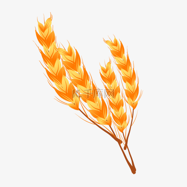 大麦小麦农作物粮食