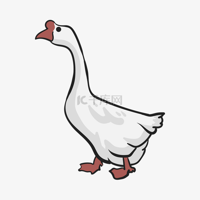 家禽白色的鹅插画