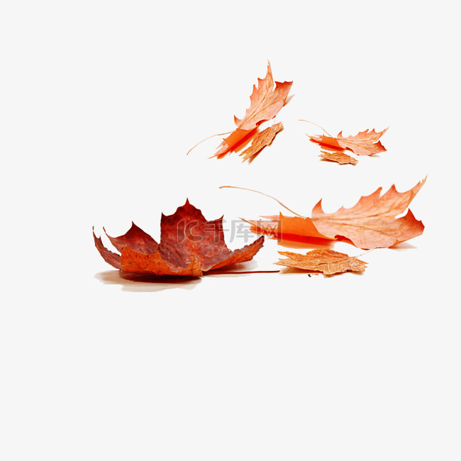 简洁立秋红色枫叶元素