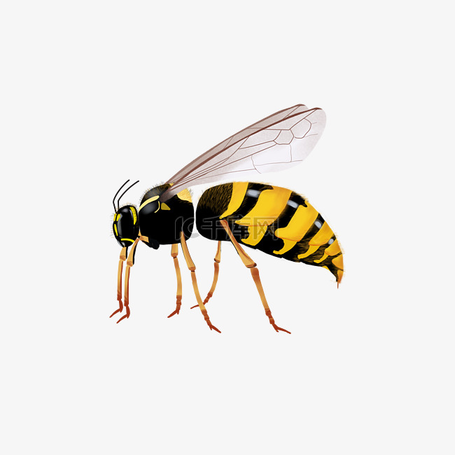 动物黄蜂卡通插画