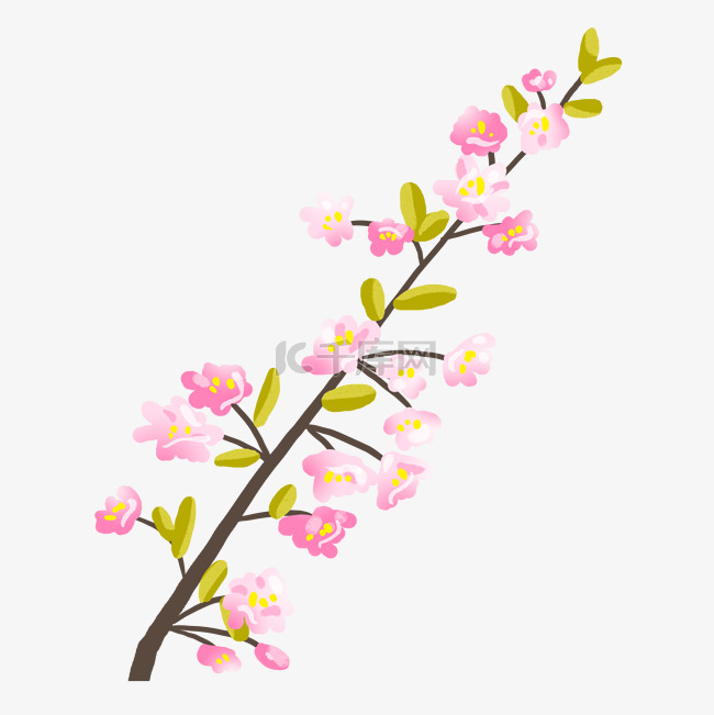 盛开的樱花花朵插画