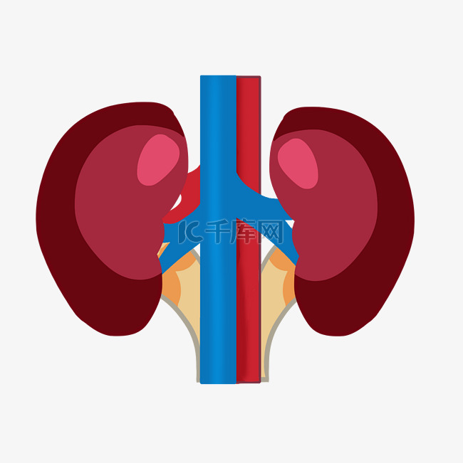红色器官肾脏