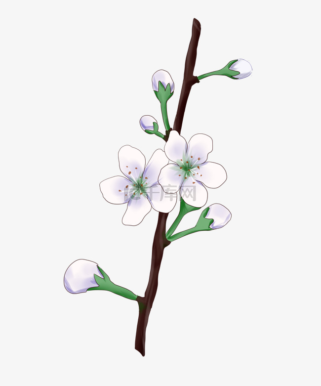 梨花花朵花苞插画