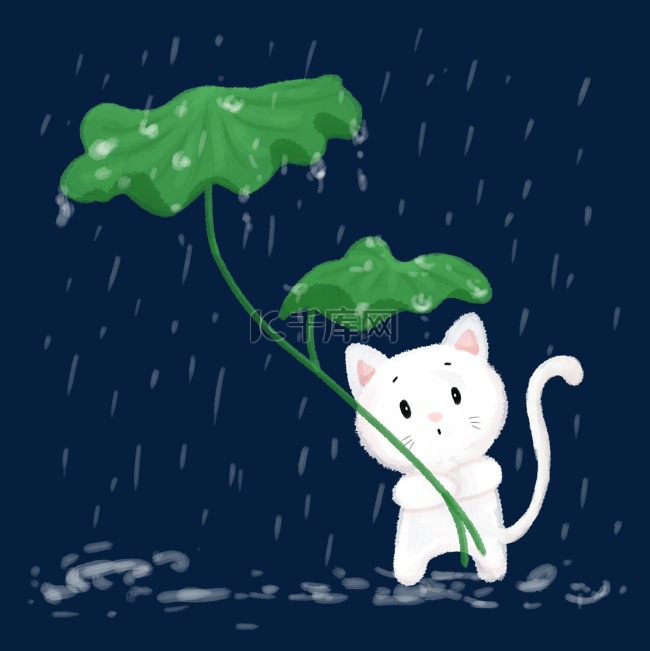 下雨荷叶白色猫咪