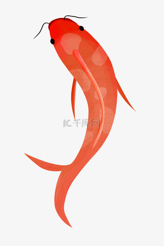 红色游动的锦鲤插画