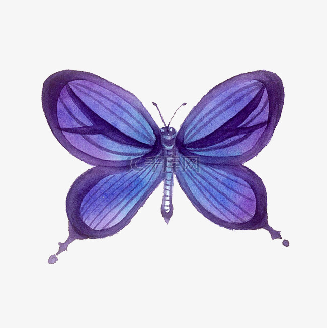 蝴蝶紫色 