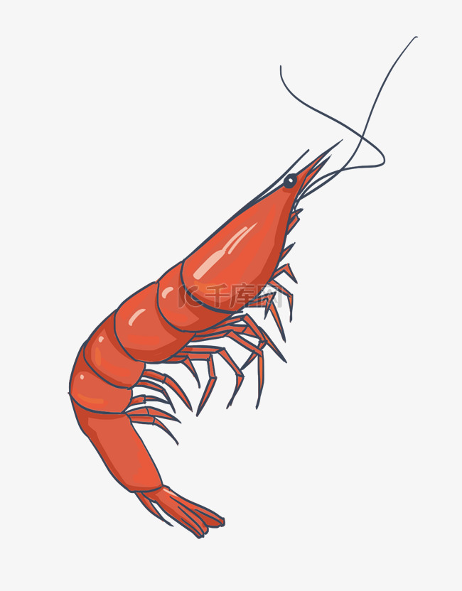 手绘海鲜红虾插画