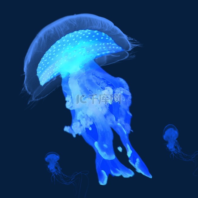 蓝色透明水纹章鱼水母元素