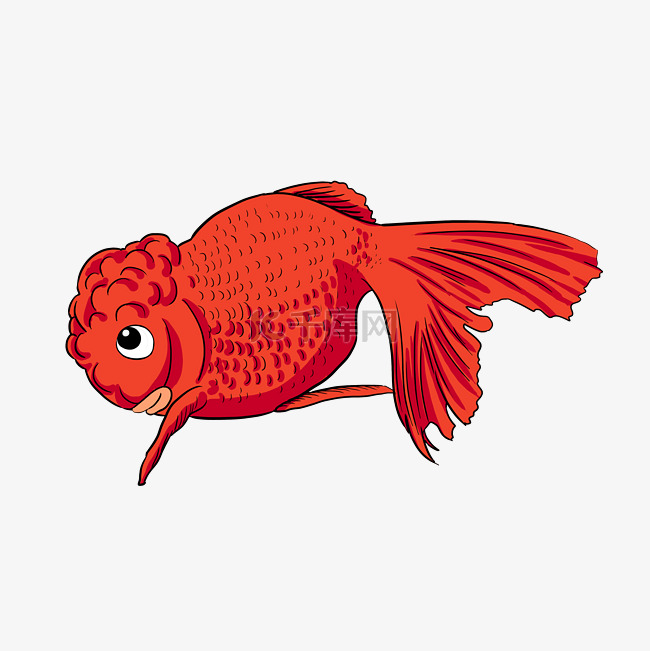 美丽水生动物红色金鱼荷兰狮子头