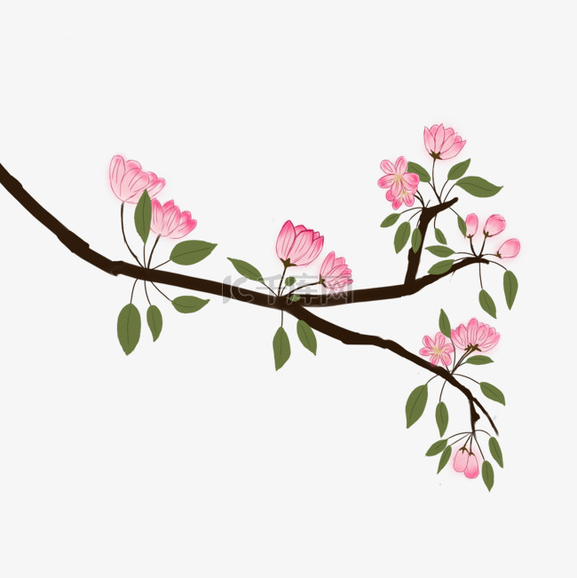 海棠花装饰图手绘插画免费下载