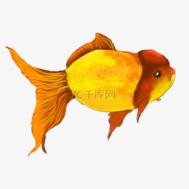 黄色的金鱼