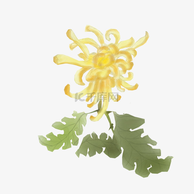 重阳节卡通手绘黄色菊花水彩赏菊
