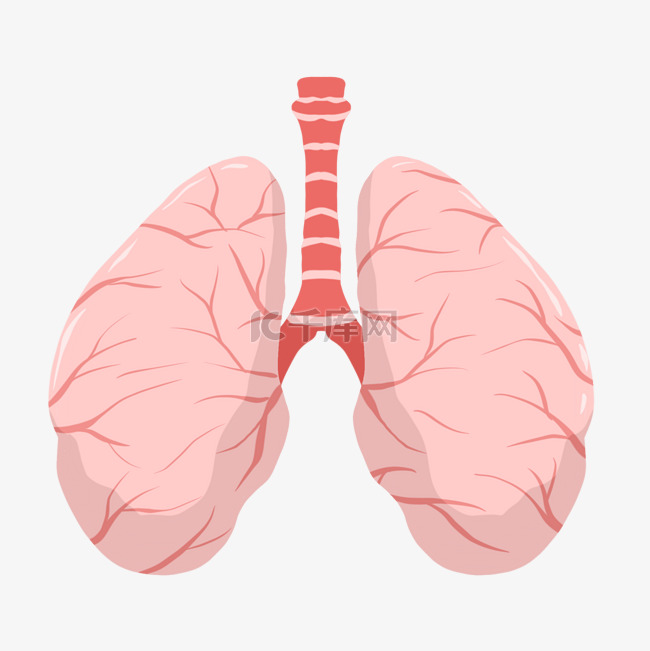 人体器官肺手绘插画