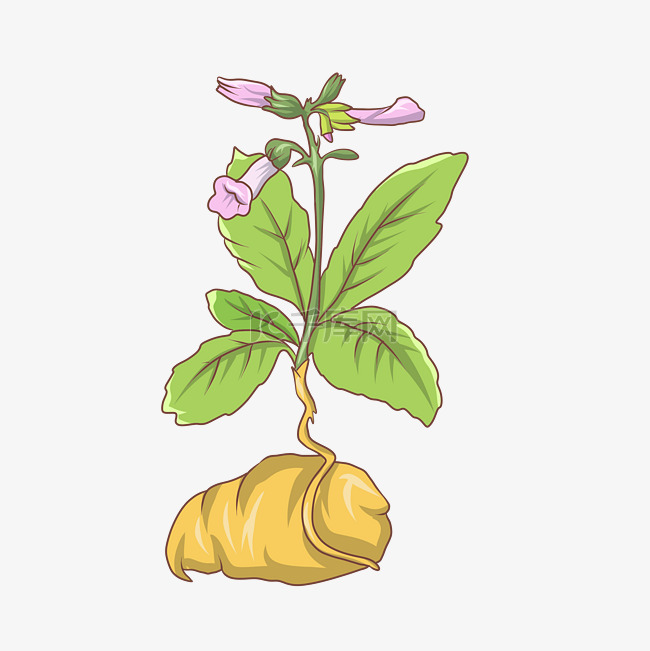 成熟的农作物土豆插画
