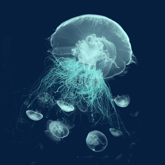 透明生物绿色章鱼水母元素