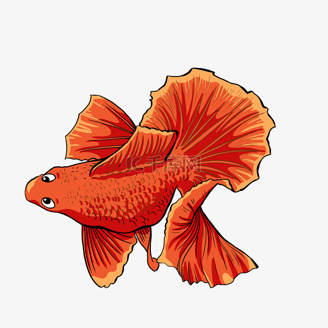 美丽鱼类红色金鱼卡通金鱼土佐金