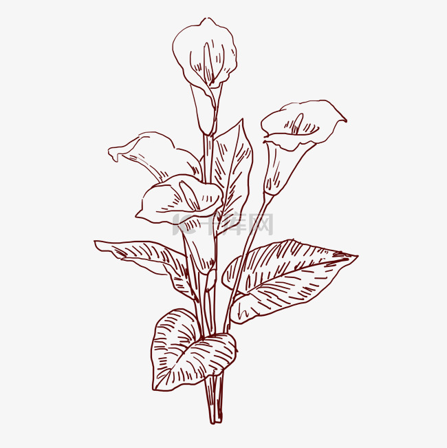 手绘线描花卉